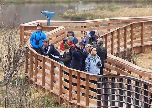 people on a boardwalk looking for bird with their binoculars