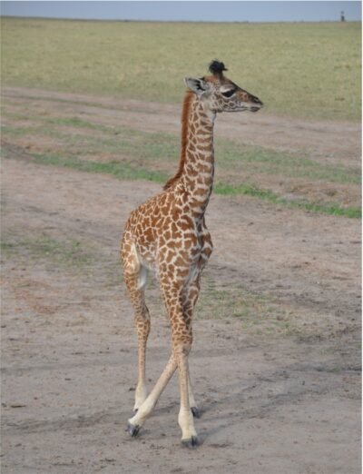 Baby giraffe