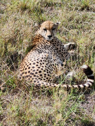 Cheetah resting in the grass