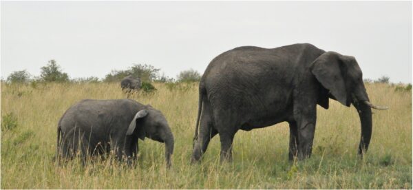 African elephant with calf