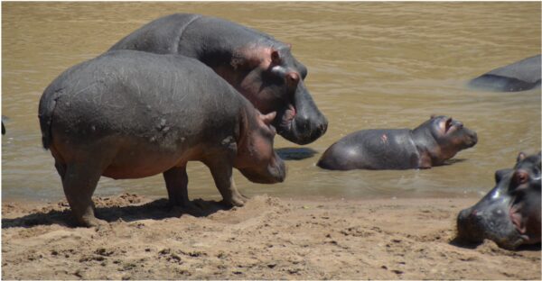 Hippos gathering at the water