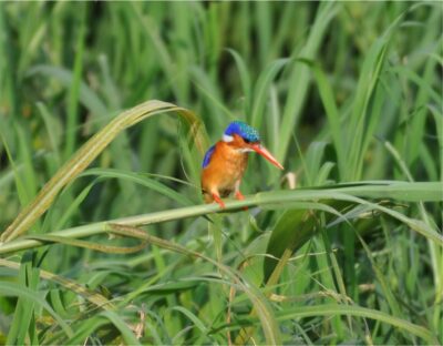 Kingfisher