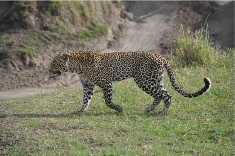 Leopard walking by in grass