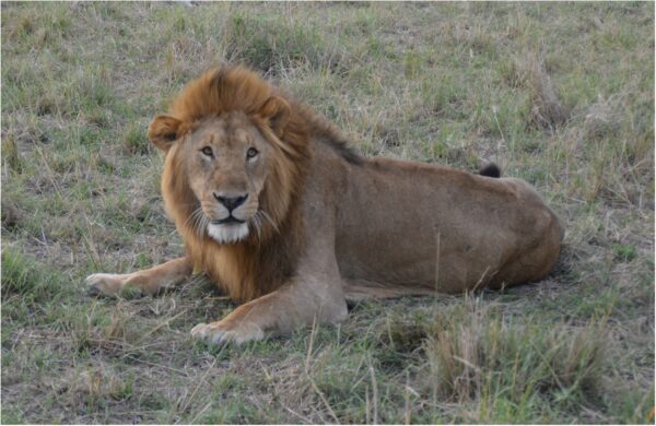 Male Lion resting in the grass
