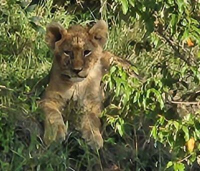 Lion cub in bushes