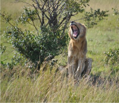 Open mouthed lion