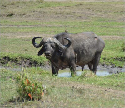 Water buffalo standing in pond