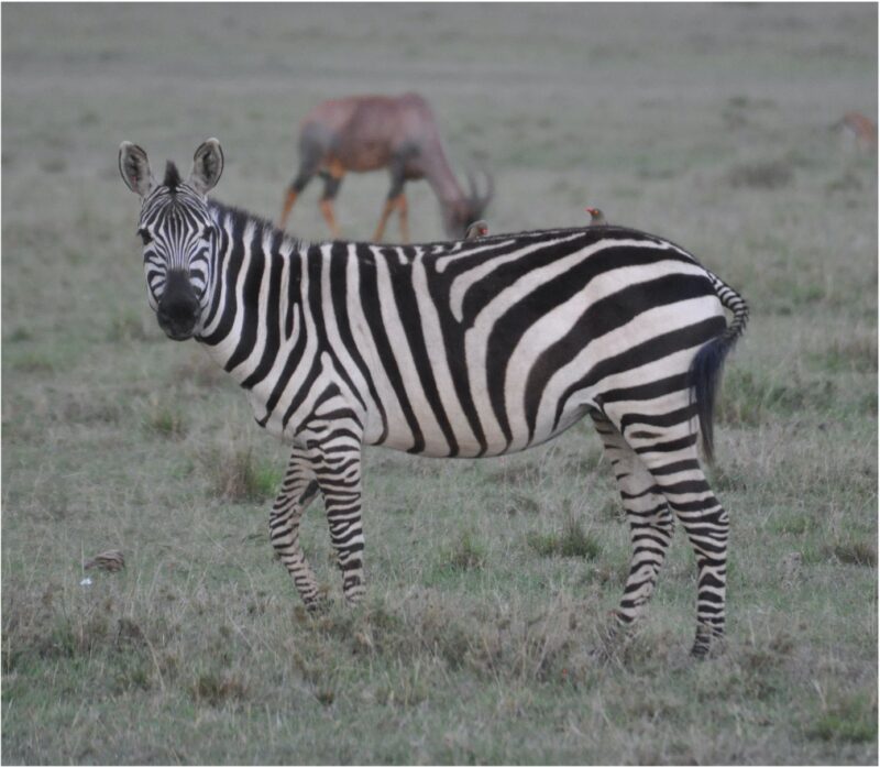zebra in grasslands