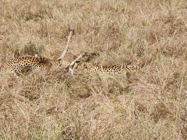 Photo of two cheetahs attacking a wildebeest in the African grassland.